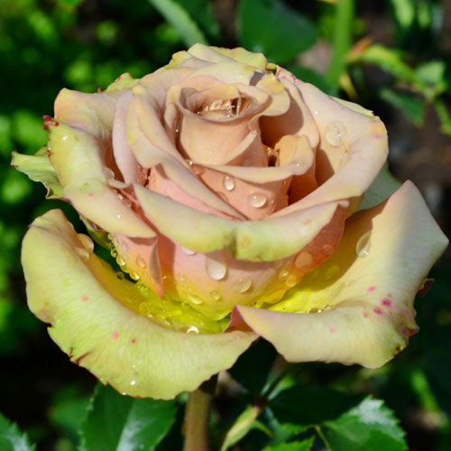 Роза чайно-гибридная Гипноз (Hypnose) рисунок 1 артикул 6025