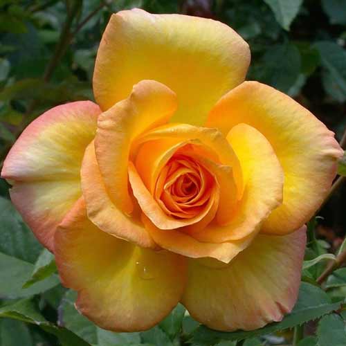 Роза чайно-гибридная Голд Медал рисунок 1 артикул 5797