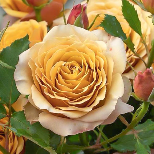 Роза чайно-гибридная Голден Мустард (Golden Mustard) рисунок 1 артикул 6026