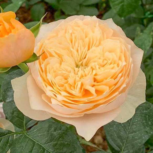 Роза чайно-гибридная Голден Вувузела (Golden Vuvuzela) рисунок 1 артикул 6023