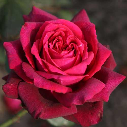 Роза чайно-гибридная Графиня Диана рисунок 1 артикул 3727