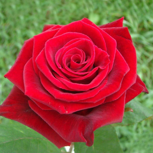 Роза чайно-гибридная Гран При рисунок 1 артикул 3726