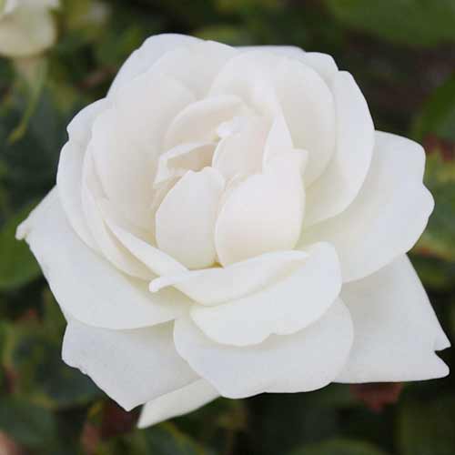 Роза чайно-гибридная Хельга рисунок 1 артикул 3766