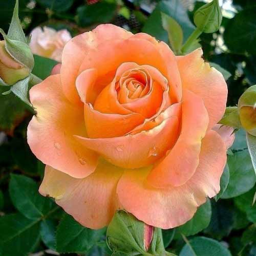 Роза чайно-гибридная Ибица рисунок 1 артикул 3749