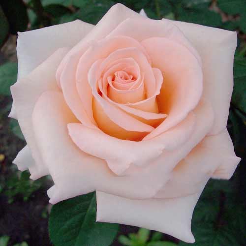 Роза чайно-гибридная Индиан Саммер рисунок 1 артикул 3750