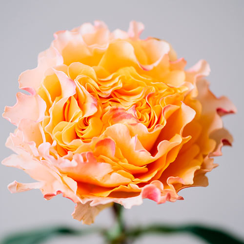 Роза чайно-гибридная Кампанелла Пич (Campanella Peach) рисунок 1 артикул 6031