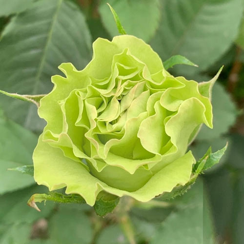 Роза чайно-гибридная Киви (Kiwi) рисунок 1 артикул 5798