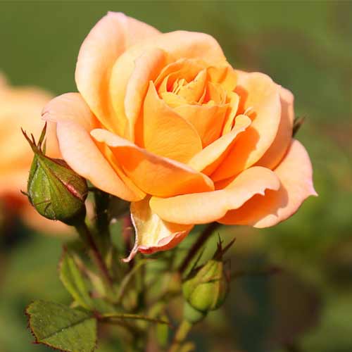 Роза чайно-гибридная Клементина рисунок 1 артикул 3729