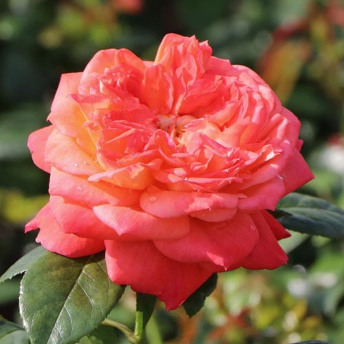 Роза чайно-гибридная Квин оф Хартс (Queen of Hearts) рисунок 1 артикул 6033