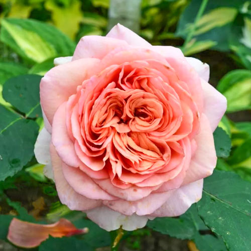 Роза чайно-гибридная Квинси Джонс (Quincy Jones) рисунок 1 артикул 6034