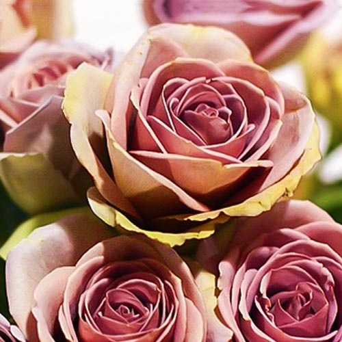 Роза чайно-гибридная Лакшери (Luxury) рисунок 1 артикул 6036