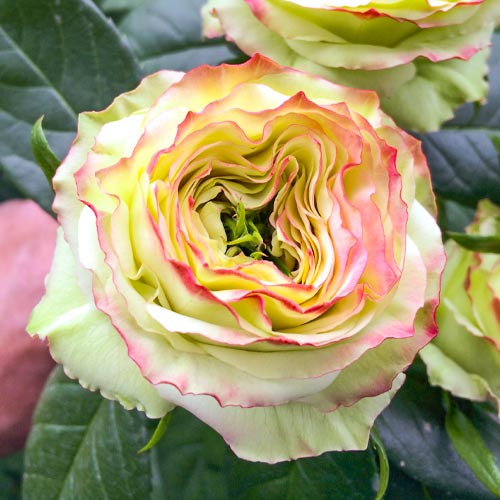 Троянда чайно-гібридна Латин Помпон (Latin Pompon) зображення 1 артикул 6037