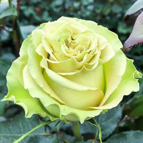 Роза чайно-гибридная Лимонад (Lemonade) рисунок 1 артикул 6038