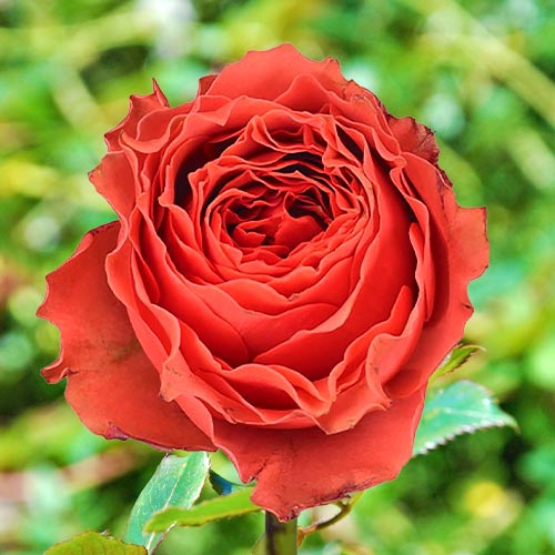 Роза чайно-гибридная Лоис Лейн (Lois Lane) рисунок 1 артикул 1523