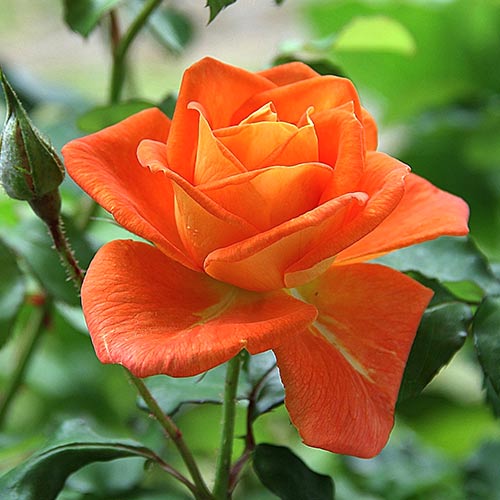 Роза чайно-гибридная Луи де Фюнес (Louis de Funes) артикул фото 1 Роза чайно-гибридная Луи де Фюнес (Louis de Funes) рисунок 1 артикул 3753