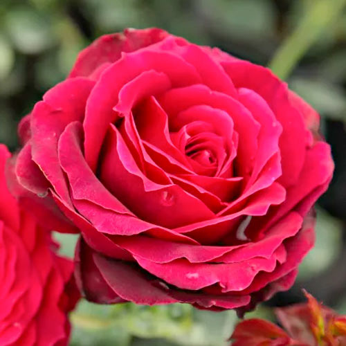 Троянда чайно-гібридна Magia Nera зображення 1 артикул 5533