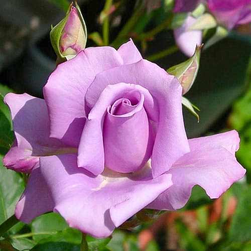 Троянда чайно-гібридна Майнцер Фастнахт зображення 1 артикул 3754