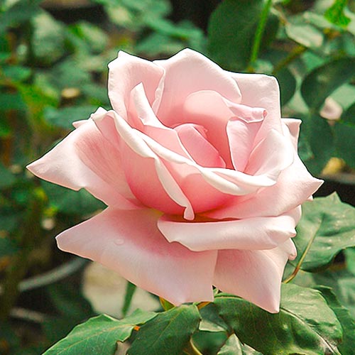 Роза чайно-гибридная Мэджик Сильвер (Magic Silver) артикул фото 1 Роза чайно-гибридная Мэджик Сильвер (Magic Silver) рисунок 1 артикул 6039