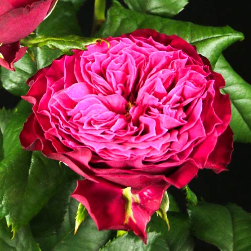 Роза чайно-гибридная Меджик Вувузела (Magic Vuvuzela) рисунок 1 артикул 6024