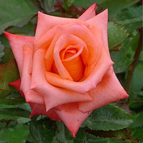 Роза чайно-гибридная Миракли рисунок 1 артикул 3731