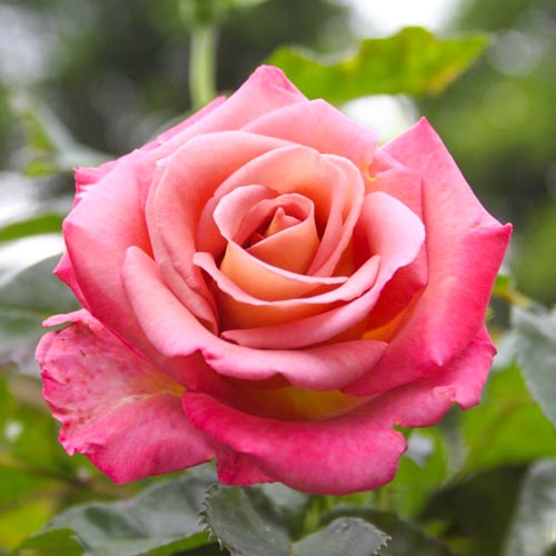 Роза чайно-гибридная Мишель Друкер (Michel Drucker) рисунок 1 артикул 6043