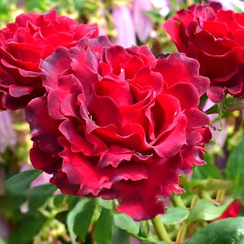 Троянда чайно-гібридна Омаж Барбара (Hommage a Barbara) артикул фото 1 Троянда чайно-гібридна Омаж Барбара (Hommage a Barbara) зображення 1 артикул 6041