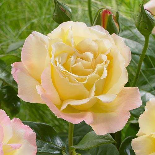 Роза чайно-гибридная Пис (Peace) рисунок 1 артикул 3758