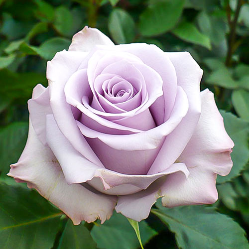 Троянда чайно-гібридна Пісня Океану (Ocean song) зображення 1 артикул 1521