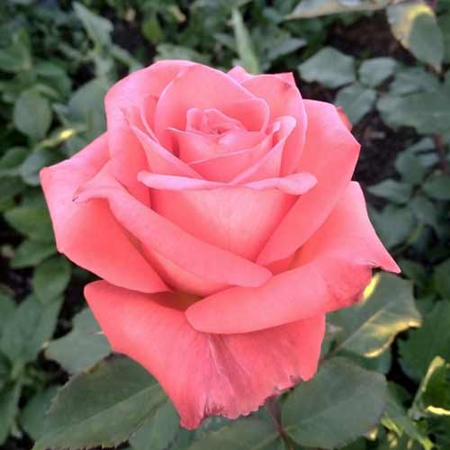 Троянда чайно-гібридна Рафаелло зображення 1 артикул 3733