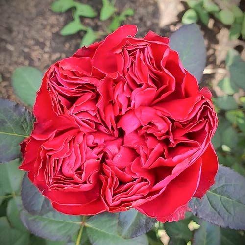 Роза чайно-гибридная Распберри Элеганс (Raspberry Elegance) рисунок 1 артикул 6042