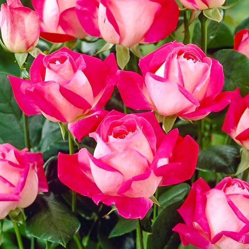 Роза чайно-гибридная Роз Гожар (Rose Gaujard) артикул фото 1 Роза чайно-гибридная Роз Гожар (Rose Gaujard) рисунок 1 артикул 3761