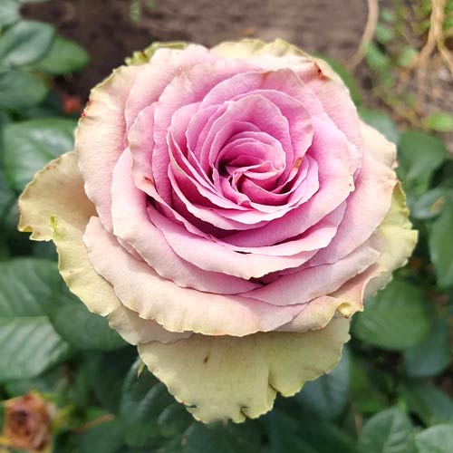 Троянда чайно-гібридна Саманта Брідал (Samantha's Bridal) зображення 1 артикул 6044