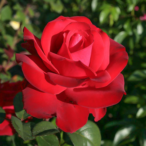 Троянда чайно-гібридна Супер Гранд Аморе (Super Grande Amore) зображення 1 артикул 6045