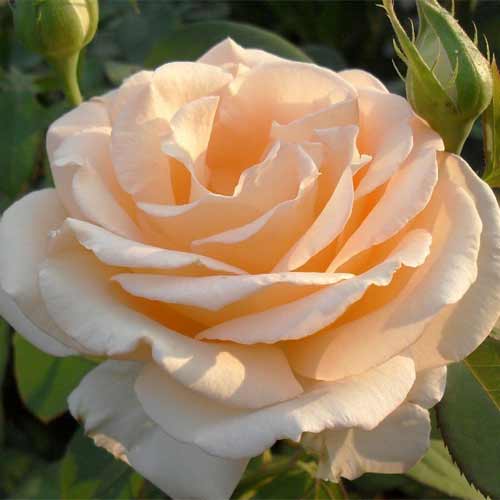 Роза чайно-гибридная Свит Леди рисунок 1 артикул 5820