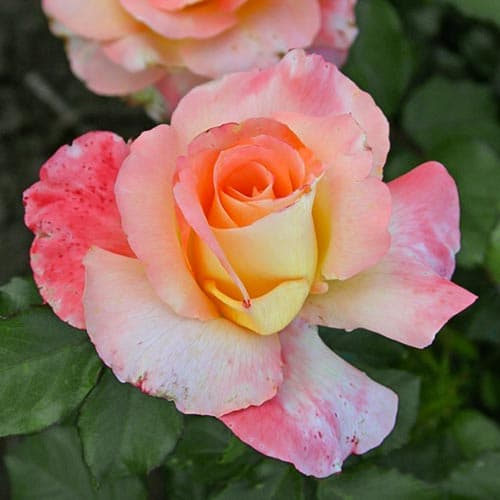 Роза чайно-гибридная Тринидад рисунок 1 артикул 3764