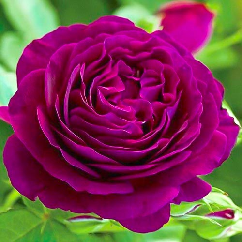 Роза чайно-гибридная Твайлайт Зоун рисунок 1 артикул 5537