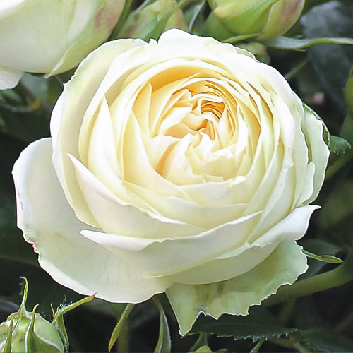 Роза чайно-гибридная Вайт Пиано (White Piano) артикул фото 1 Роза чайно-гибридная Вайт Пиано (White Piano) рисунок 1 артикул 1520