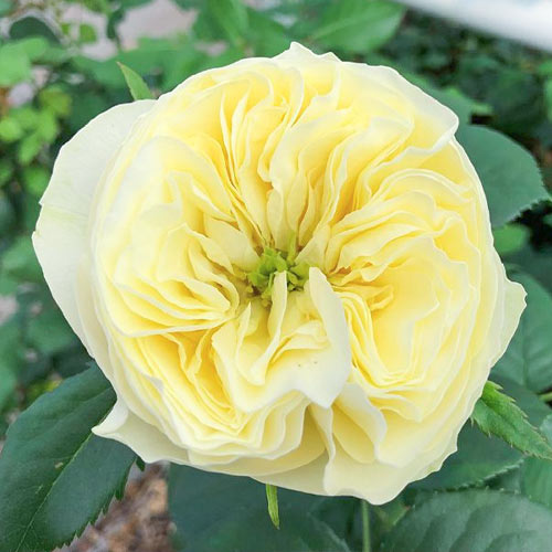 Троянда чайно-гібридна Вайт Вувузелу (White Vuvuzela) зображення 1 артикул 6021