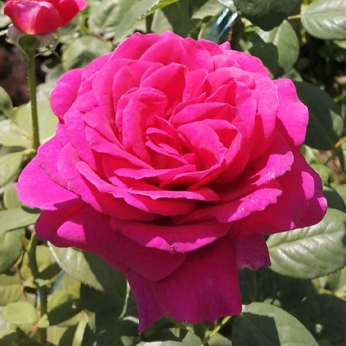 Роза чайно-гибридная Виен Роуз (Vin Rose) артикул фото 1 Роза чайно-гибридная Виен Роуз (Vin Rose) рисунок 1 артикул 6020