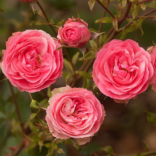 Троянда флорібунда Аллюр Вінтер Джевел зображення 1 артикул 3525