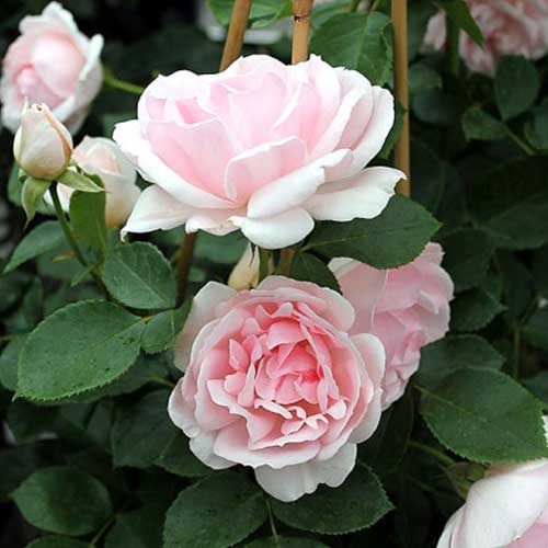 Роза флорибунда Баллада рисунок 1 артикул 3526