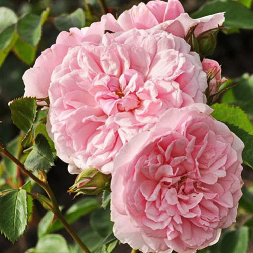 Троянда флорібунда Блаш Вінтер Джевел зображення 1 артикул 3527