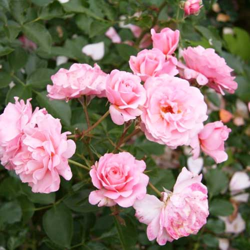 Роза флорибунда Боттичелли рисунок 1 артикул 3528