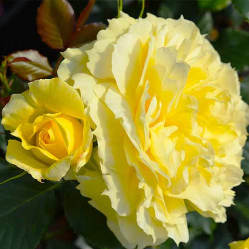 Роза флорибунда Чайна Герл рисунок 1 артикул 3536