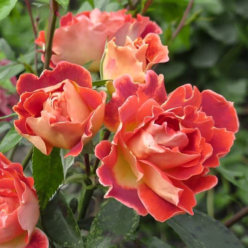 Троянда флорібунда Чоколейт Раффлс (Chocolate Ruffles) зображення 1 артикул 4581