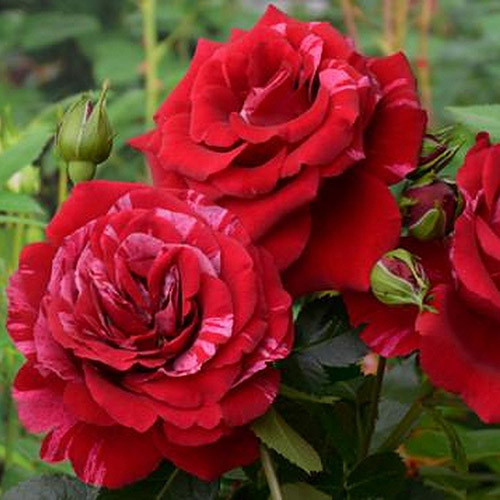 Троянда флорібунда Діп Імпрешн зображення 2 артикул 3530