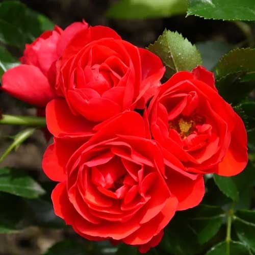 Троянда флорібунда Європеана зображення 1 артикул 3794