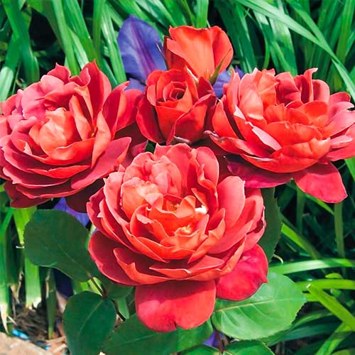 Роза флорибунда Хот Какао рисунок 1 артикул 5509