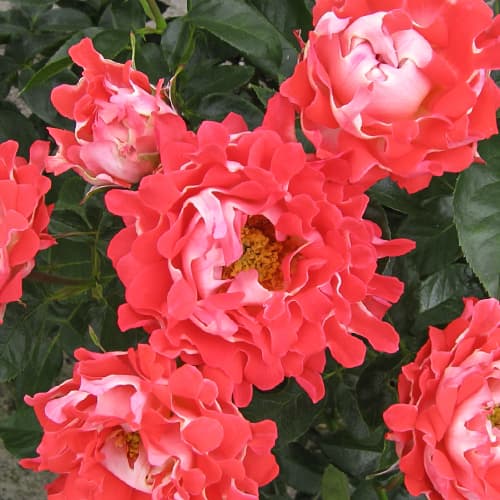 Роза флорибунда Кенди Раффлс (Candy Ruffles) рисунок 1 артикул 3797