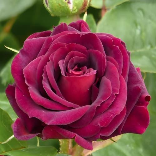 Троянда флорібунда Кетіс Роуз (Katie's Rose) зображення 1 артикул 2058